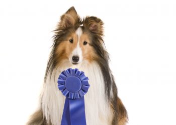 Every Man’s Best Friend