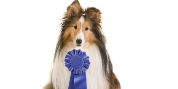 Every Man’s Best Friend