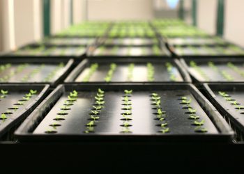 Tobacco Plants Used in Research