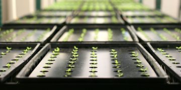 Tobacco Plants Used in Research