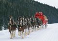 Anheuser-Busch Clydesdales to Join 2014 Christmas Parade