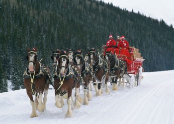 Anheuser-Busch Clydesdales to Join 2014 Christmas Parade