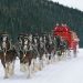 Anheuser-Busch Clydesdales to Join 2014 Christmas Parade