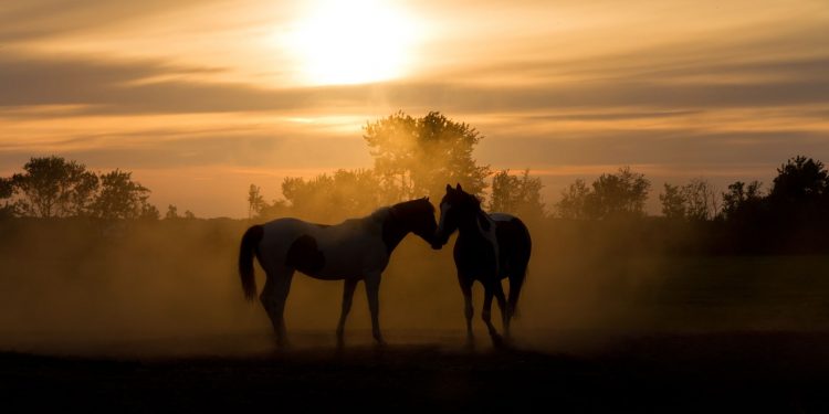 What is “Kentucky Proud”?