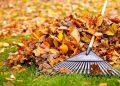 City Leaf Collection Starts October 21