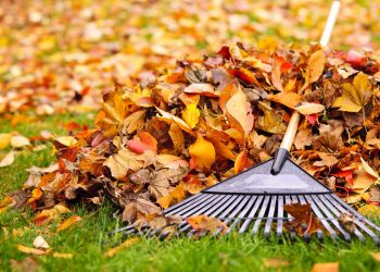 City Leaf Collection Starts October 21