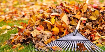 City Leaf Collection Starts October 21