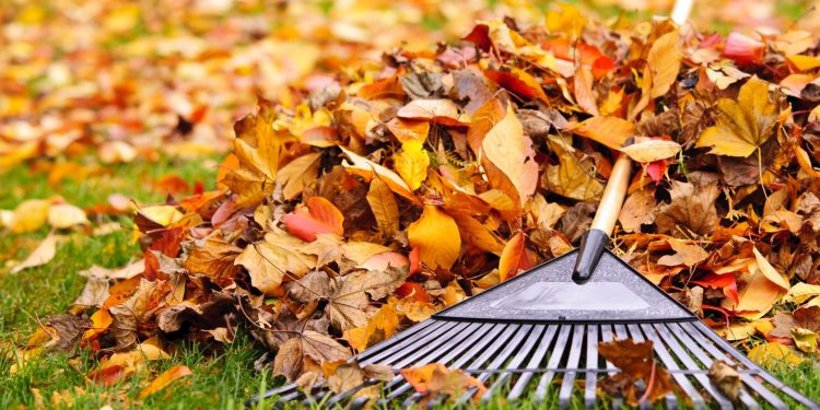 City Leaf Collection Starts October 21