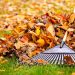 City Leaf Collection Starts October 21