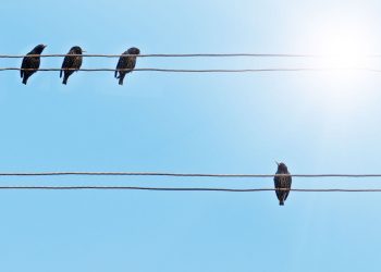Pyrotechnic Bird Control Program on Tuesday