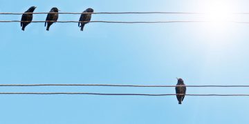 Pyrotechnic Bird Control Program on Tuesday