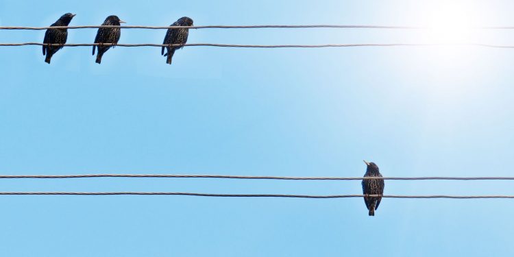 Pyrotechnic Bird Control Program on Tuesday