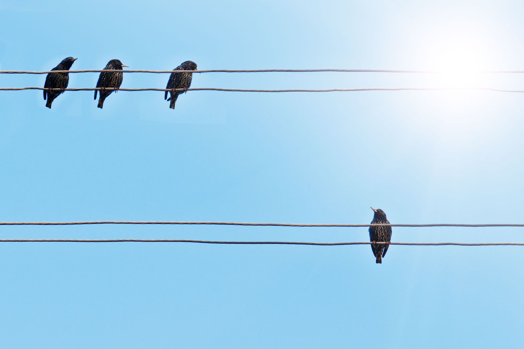 Голуби на проводах. Контур птички сидящей на проводе. Песня two birds on a wire