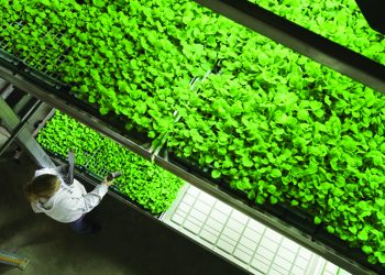 A Local Cure for a Global Crisis