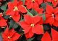 DCHS FFA selling holiday poinsettias