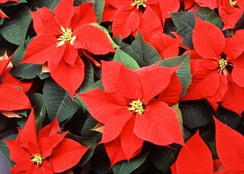 DCHS FFA selling holiday poinsettias