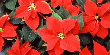 DCHS FFA selling holiday poinsettias