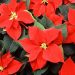 DCHS FFA selling holiday poinsettias