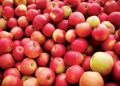 Apple Fest This Weekend