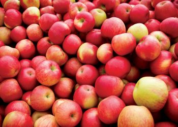 Apple Fest This Weekend