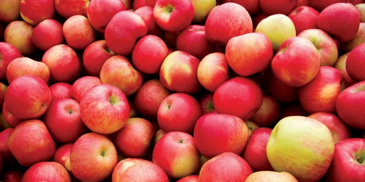 Apple Fest This Weekend