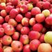 Apple Fest This Weekend