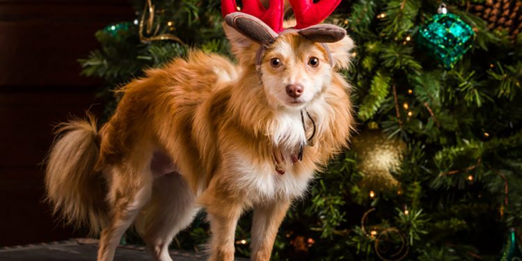 Dream Copy Pet Portrait Fundraiser Sat