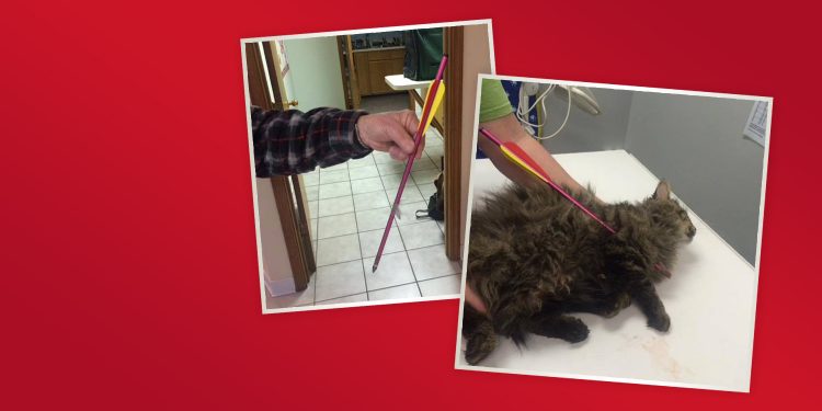 Sheriff’s Department Seeking Information on Animal Cruelty Case