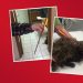 Sheriff’s Department Seeking Information on Animal Cruelty Case