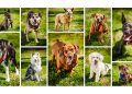 Outdoor Dog Photos to Benefit SPARKY