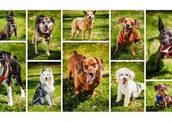Outdoor Dog Photos to Benefit SPARKY