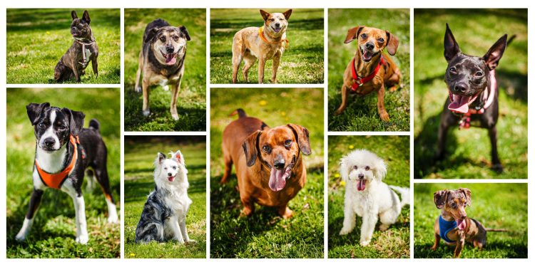 Outdoor Dog Photos to Benefit SPARKY