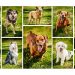 Outdoor Dog Photos to Benefit SPARKY