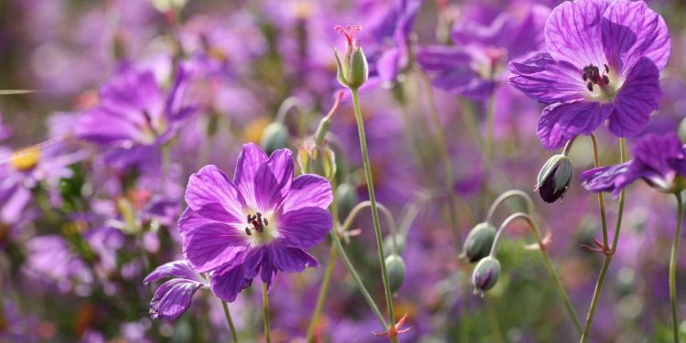 DCHS greenhouse opens April 27