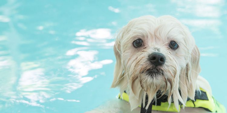 Cravens Pool “Gone to the Dogs”