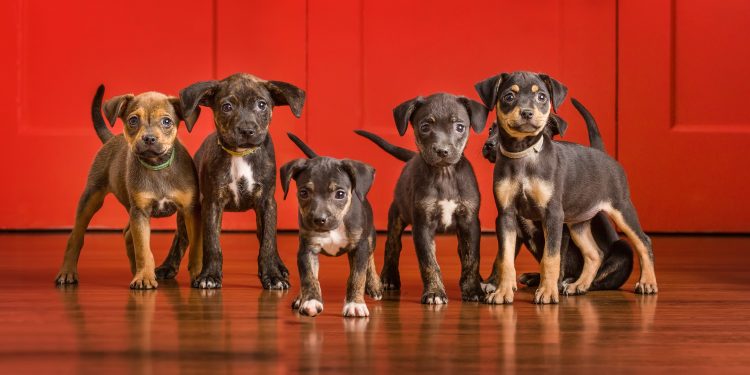 Sparky Rescue Hosting “Remember Me Thursday”