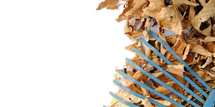 Leaf Pickup Season 2015