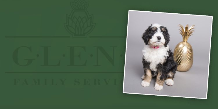 Name Glenn’s Therapy Dog