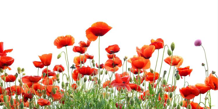 Western Kentucky Botanical Garden Planning for Spring