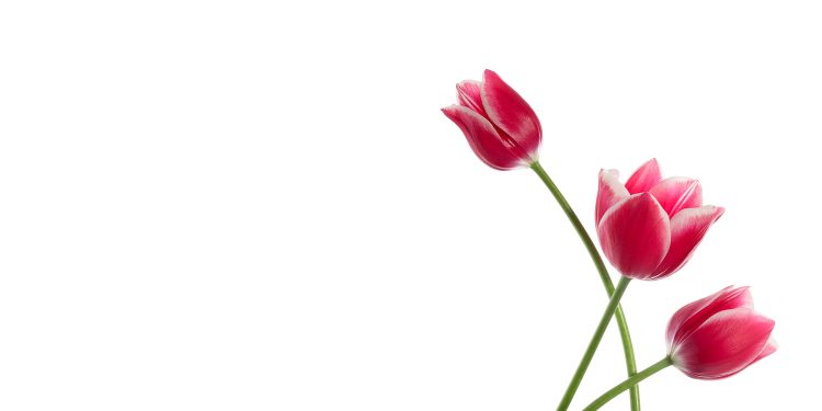 Western Kentucky Botanical Garden Planning for Spring