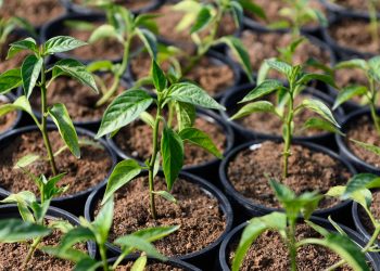 DCPS Greenhouses Open to the Public