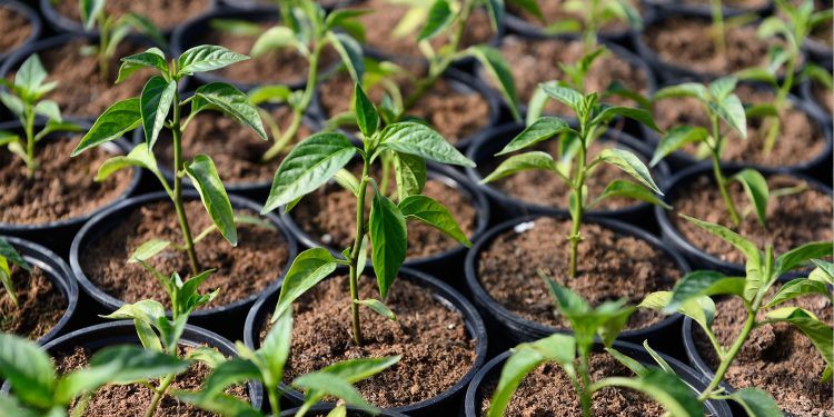 DCPS Greenhouses Open to the Public