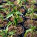 DCPS Greenhouses Open to the Public