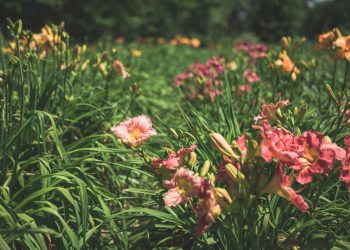 Western Kentucky Botanical Garden