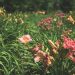 Western Kentucky Botanical Garden