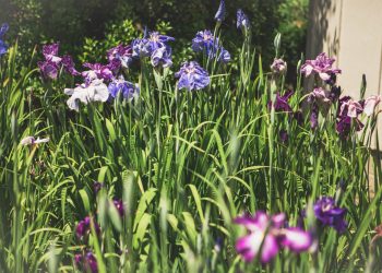 Western Kentucky Botanical Garden