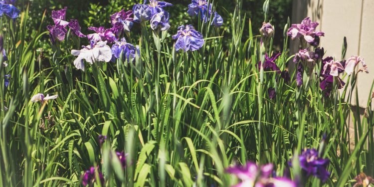 Western Kentucky Botanical Garden