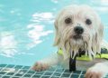Gone to the Dogs at Combest Pool Aug 7
