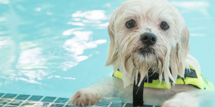 Gone to the Dogs at Combest Pool Aug 7