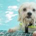 Gone to the Dogs at Combest Pool Aug 7